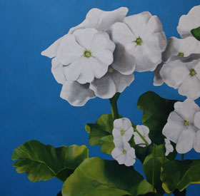 primula